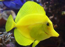 Foto: Yellow tang