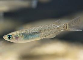 Foto: Japanese rice fish