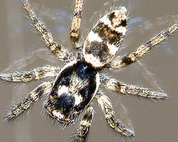 Foto: Zebra spider