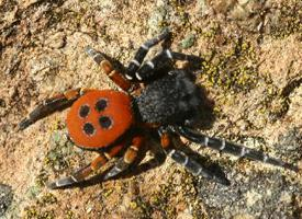 Foto: Ladybird spider