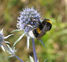 Foto: Dunkle erdhummel