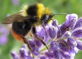 Foto: Wiesenhummel