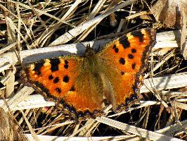 Foto: Large tortoiseshell