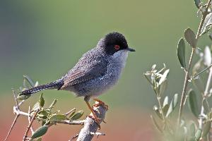 Foto: Sardinian warbler