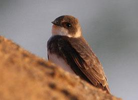 Foto: Sand martin