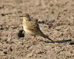 Foto: Tawny pipit