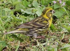 Foto: Yellowhammer