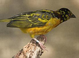 Foto: Village weaver