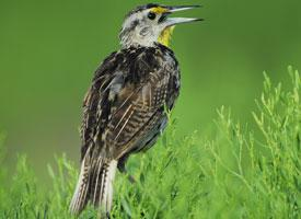 Foto: Eastern meadowlark