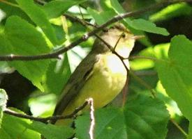 Foto: Icterine warbler