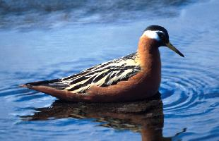 Foto: Red phalarope