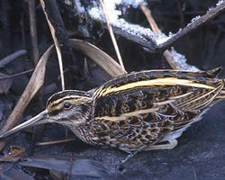 Foto: Jack snipe