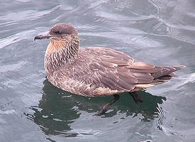 Foto: Chileskua