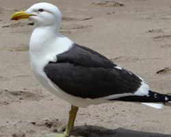 Foto: Kelp gull