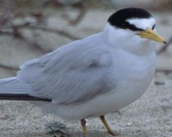 Foto: Least tern