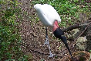 Foto: Jabiru