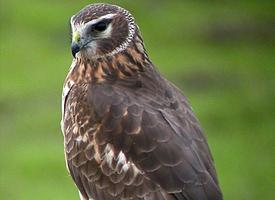 Foto: Hen harrier