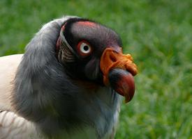 Foto: King vulture