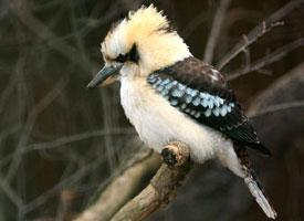 Foto: Laughing kookaburra