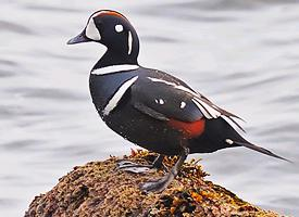 Foto: Harlequin duck