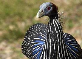 Foto: Vulturine guineafowl