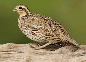 Foto: Northern bobwhite