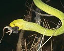 Foto: Eastern green mamba