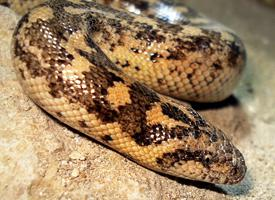 Foto: Javelin sand boa