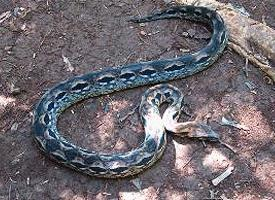 Foto: Madagascar ground boa