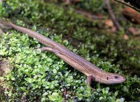 Foto: Viviparous lizard