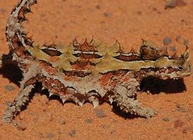 Foto: Thorny devil