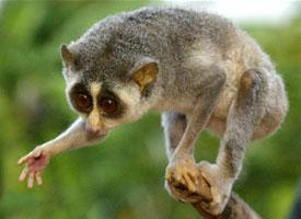 Foto: Red slender loris