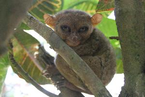 Foto: Tarsiers