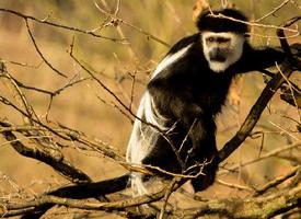 Foto: Mantled guereza