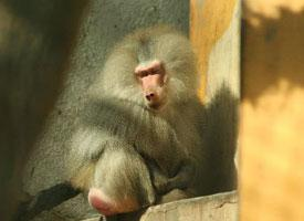 Foto: Hamadryas baboon