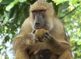 Foto: Yellow baboon